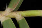 Bearded skeletongrass